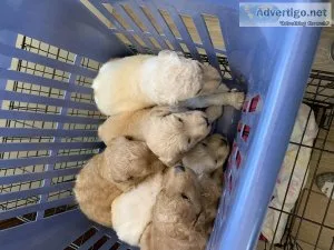 Goldendoodle puppies