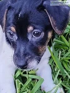 Looking for a home for a Jack Russell Terrier puppy