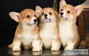 Nice and Healthy Pembroke Puppies Available