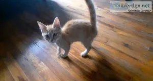 Male and Female Kittens Need A Home ASAP