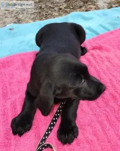 Labrador Retriever puppies