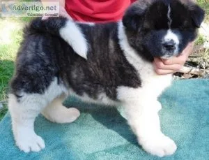 AKC reg. Akita puppies 3 boys and 2 girls