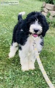 wayne sheepadoodle