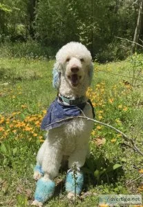 Male Standard Poodle
