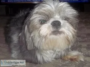 Adult Female AKC Shih Tzu