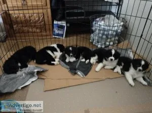 Adorable Aussie s Males Males BlackWhite Tricolor