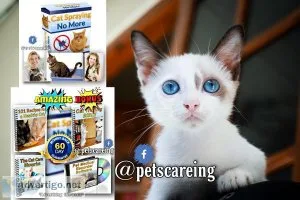 Cat spraying no more