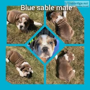 Olde English Bulldog puppies
