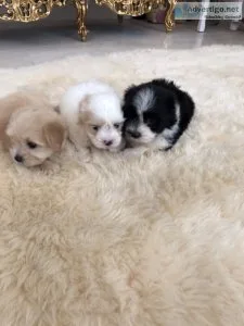 Morkie puppies
