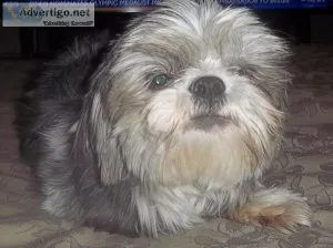 Adult Female Shih Tzu AKC