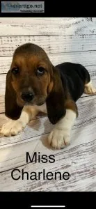 Basset Hound Puppies