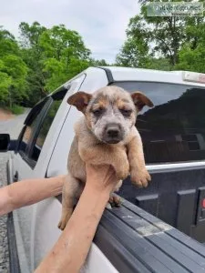 Red and Blue Heelers
