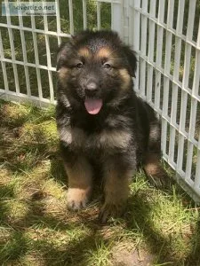 German Shepard Puppies -AKC