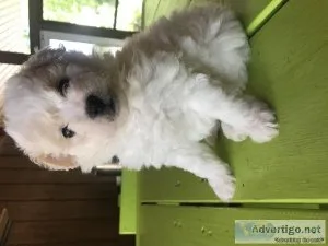 Pomapoo