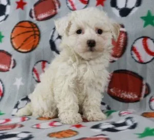 Maltipoo puppies