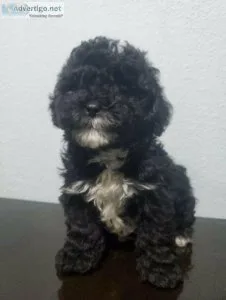 Spectacular Cavapoohs