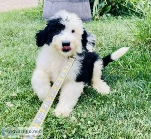 waylon sheepadoodle