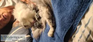 Maine Coon kittens
