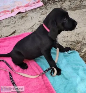 Black Labrador Retriever puppies