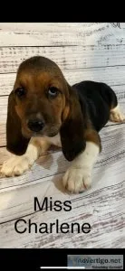Basset hound puppies