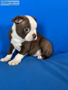 Boston Terrier Puppies
