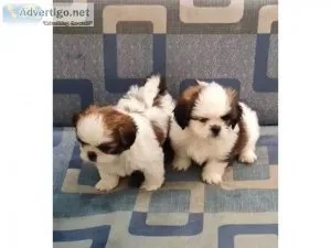 Absolutely Healthy Shih Tzu Puppies