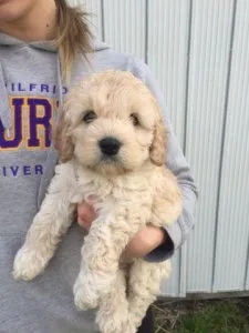 Cockapoo F2 (poodle and cocker)