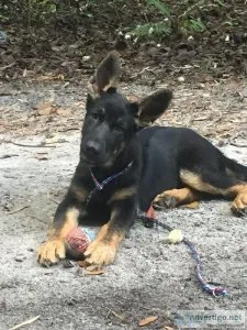 German Shepherd pups