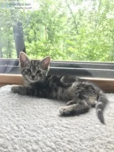 8 week old bengal mix kittens