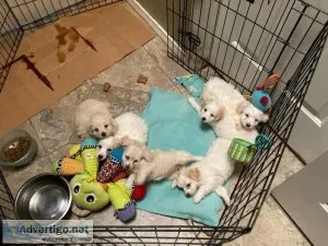 Beauties MaltiPoo s Females and Males Puppies