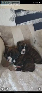 Boxer pups