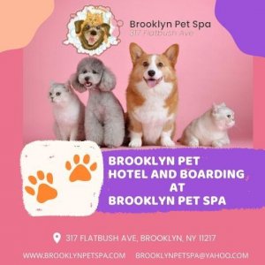 Are you looking for pet hotel and boarding in Brooklyn