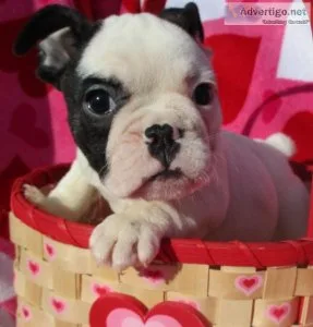 French Bulldog Puppies. Show Quality.Females