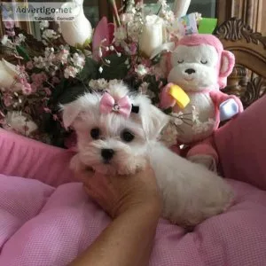Gorgeous toy Maltipoo female puppies