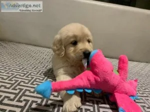 Only 2 Gorgeous Golden Retriever Puppies