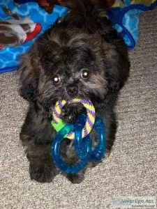 CKC Registered Shih Tzu