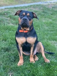MISSINGSTOLEN VETERAN SUPPORT DOG