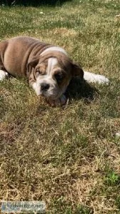 OLDE ENGLISH BULLDOG PUPPIES 4 sale