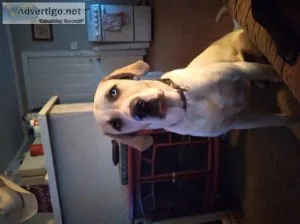 Free year and a half Great Dane and Shepherd mix very