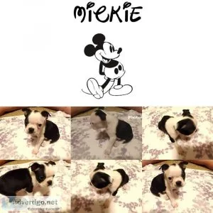 Boston pups