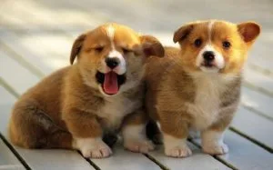 Top Quality Pembroke Puppies