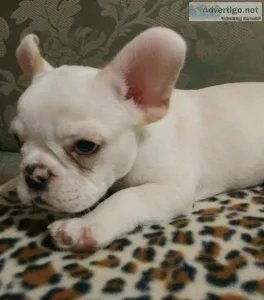 PUREBRED FRENCHIES READY TO GO