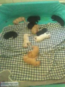Small Labrador retriever puppies for sale