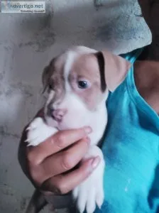PIT BULL PUPPIES FOR SALE