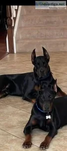 DOBERMAN
