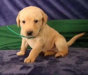 Versatile Labrador Retriever puppies