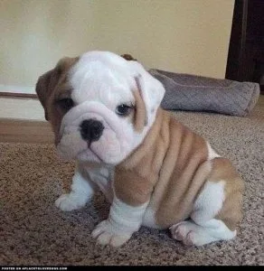 Healthy English Bulldog Puppies to Rehome