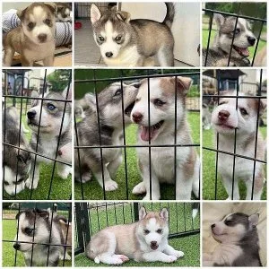 Blue Eyed AKC Siberian Husky Puppies