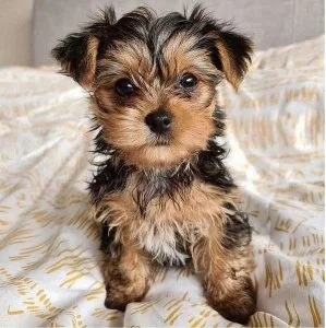 Yorkshire Terrier Puppies for Sale