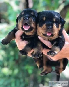 Energetic Rottweiler Puppies Available